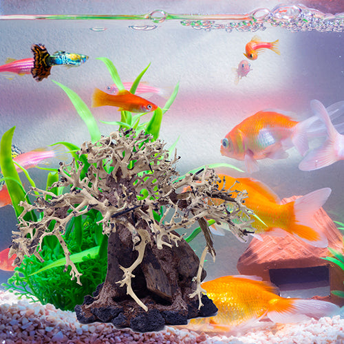 Beautiful Bonsai style minimalist reef aquarium  Saltwater fish tanks,  Reef aquarium, Aquarium fish tank