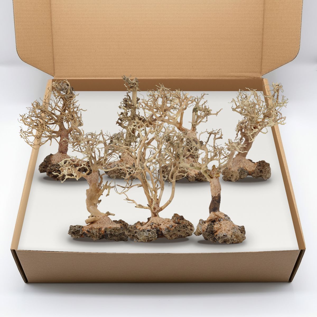 Composite image of real natural bonsai-style driftwood trees shown in an open kraft box. Example only, not an actual order.